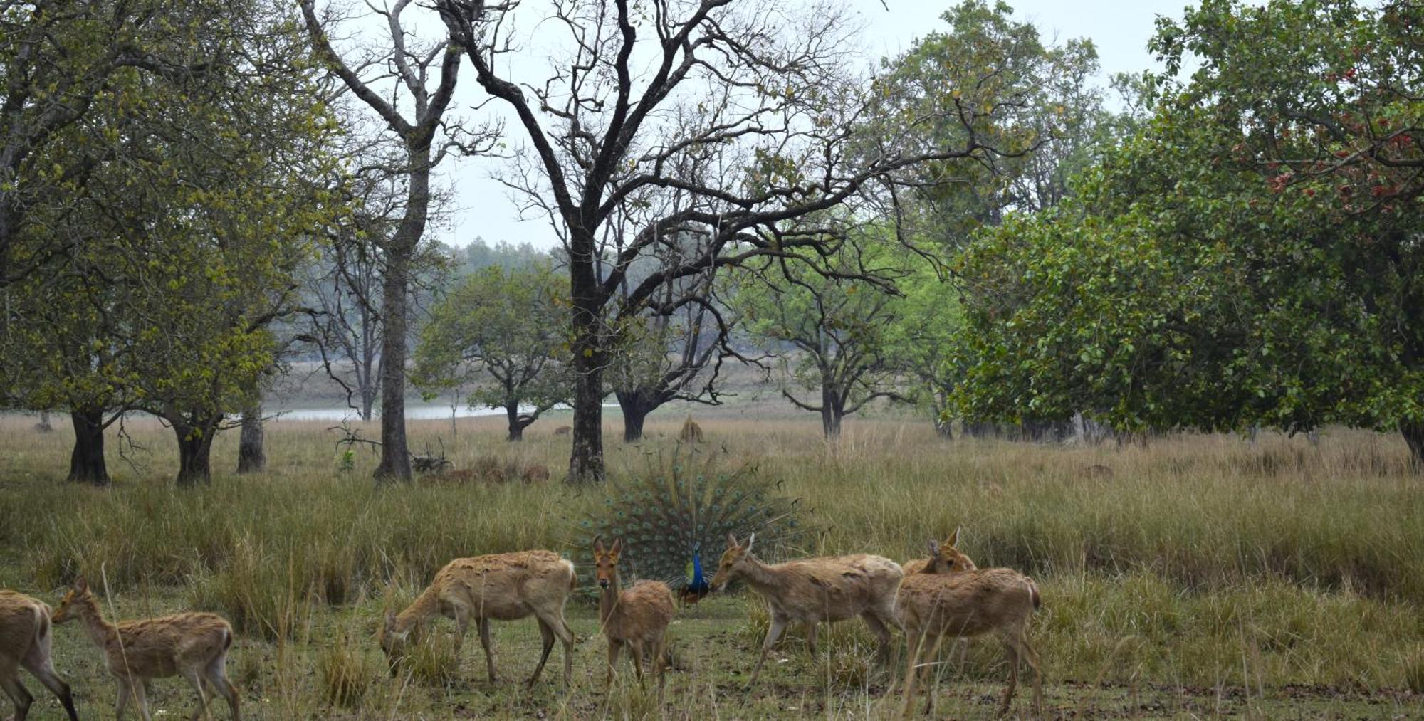 Athulyam Kanha, Kanha National Park, Mukki Gate Khapa  Bagian luar foto